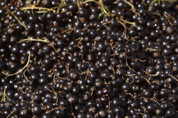 schwarze ribisel,johannisbeeren